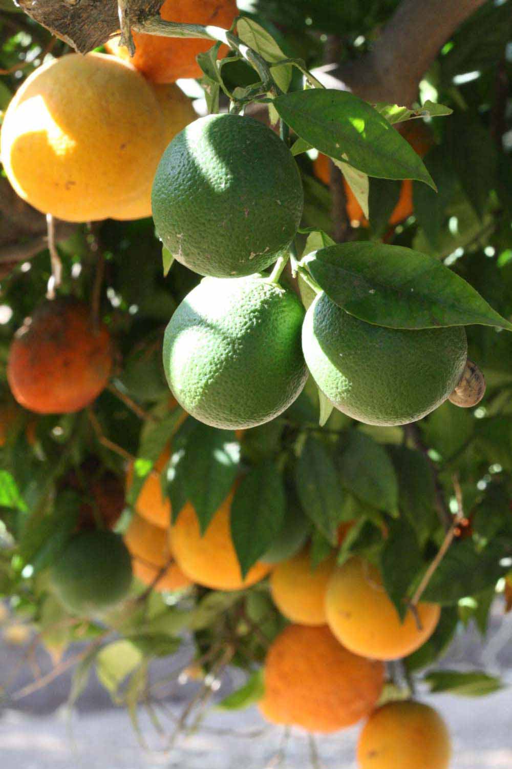            Fruit (Riverside, CA)   